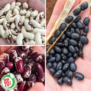 Baking Bean Collection Thumbnail